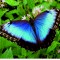 Lo spirito di mia madre e la farfalla blu in sogno